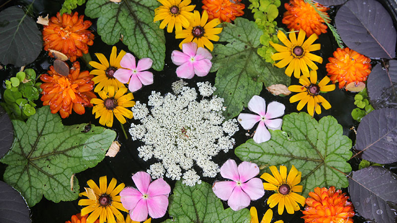 Assortment of different types of flowers and plants